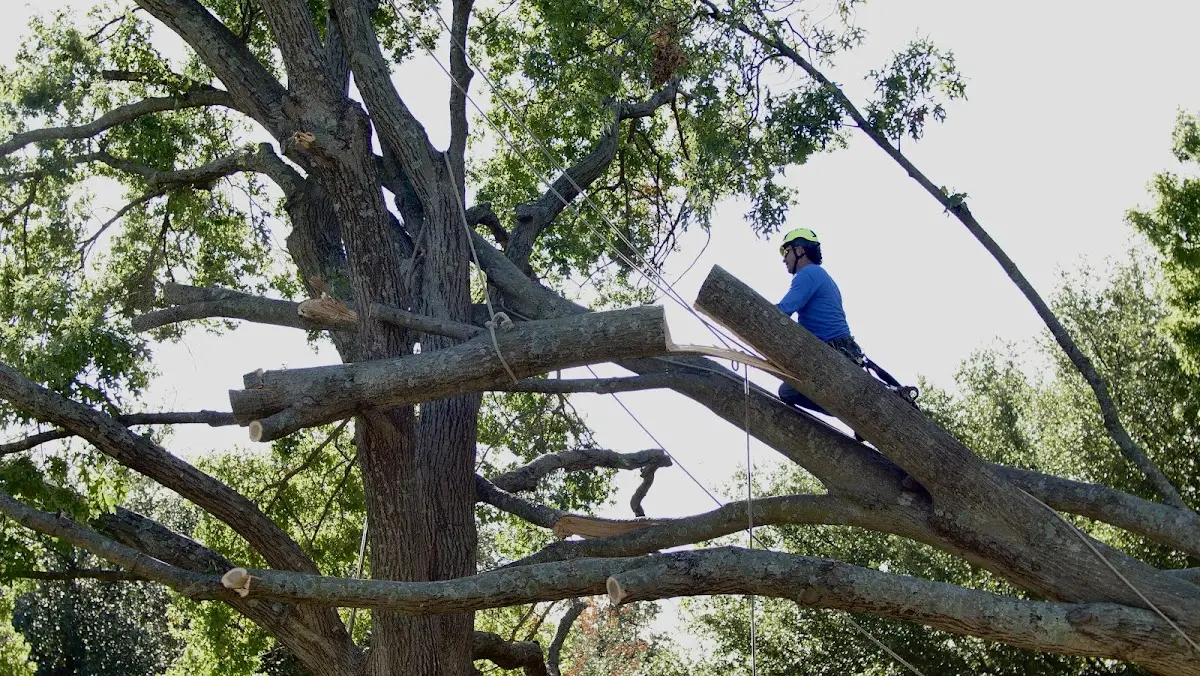 Professional Hazardous Tree Removal performed by certified arborists in Laurel