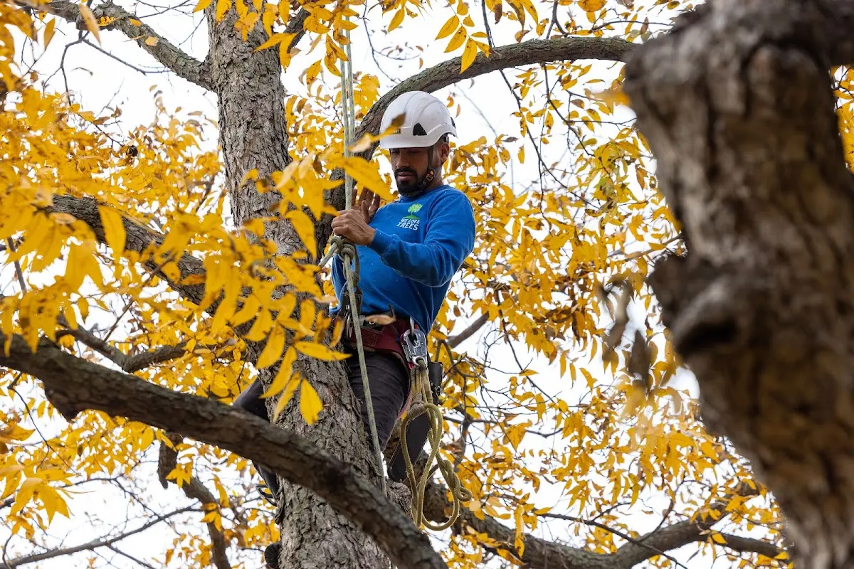 Skilled Tree Trimming crew working in Laurel